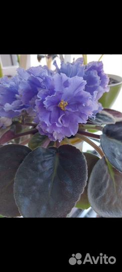 Лист фиалки Морской Волк