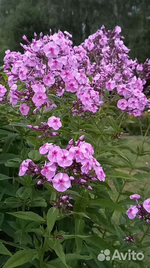 Флоксы, ирисы, вейгела многолетники