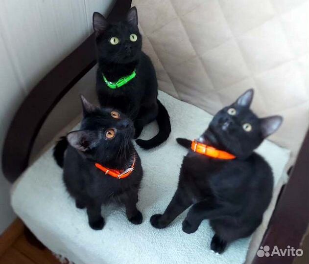 Мини-котики, в добрые руки, 6 мес