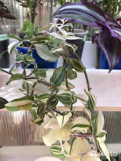 Традесканции И каллизии