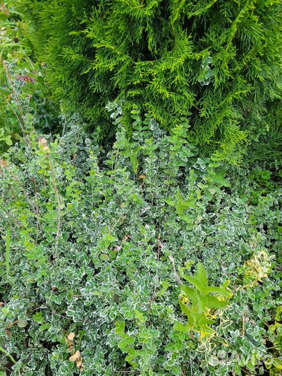 Садовые многолетники