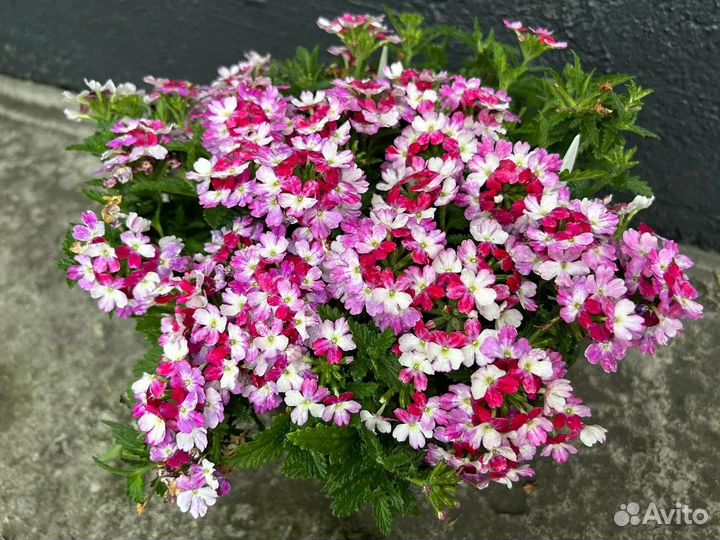 Вербена вегетативная