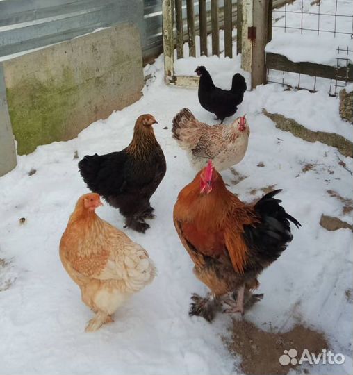 Домашние куриные яйца