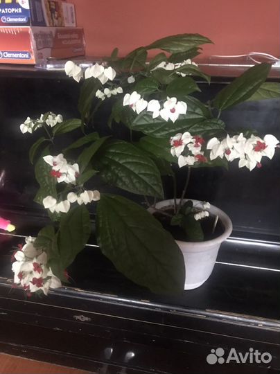 Клеродендрум томпсон