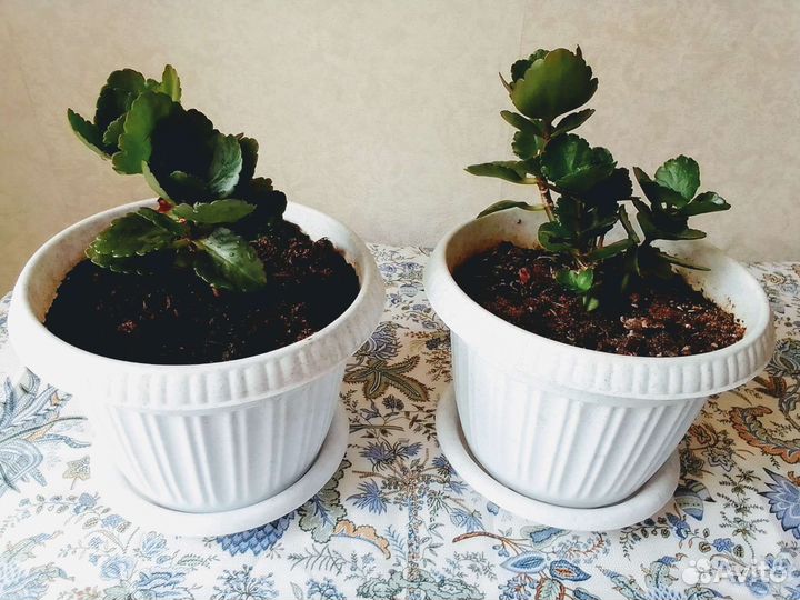 Каланхоэ красный с горшком