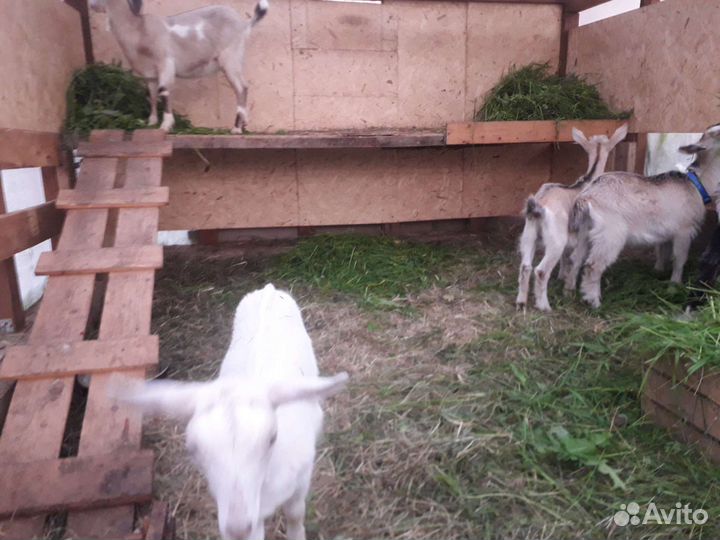 Козы и козлята
