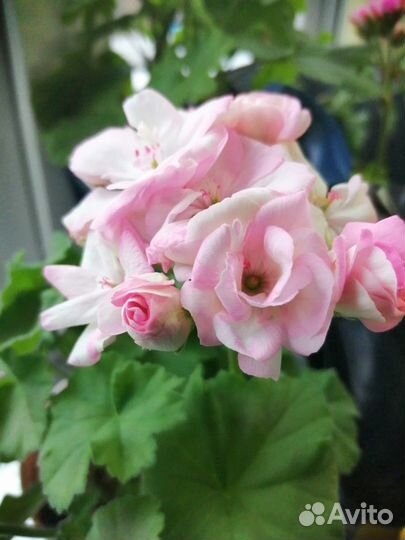 Пеларгония герань срезы