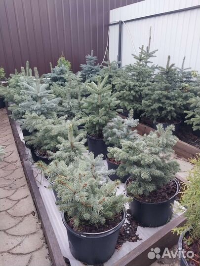 Ель голубая в горшке