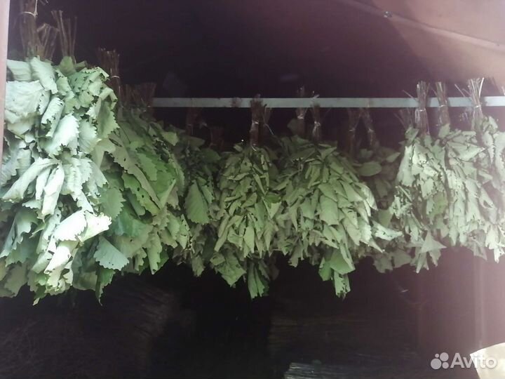 Дубовые веники для бани