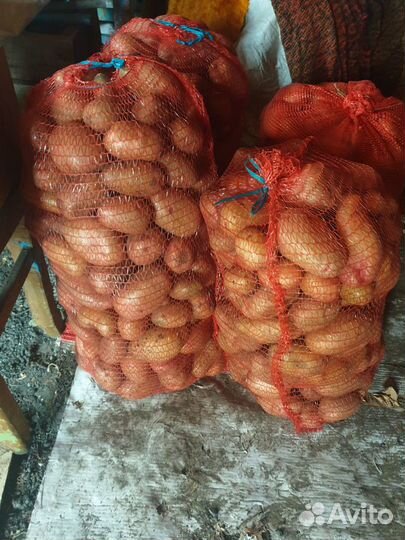 Картофель