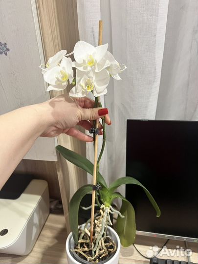 Орхидея фаленопсис