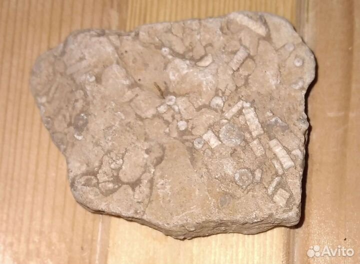 Окаменелости Мезозойской эры