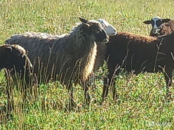 Мясо баранина тушка