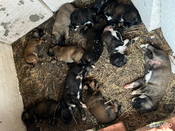 Двортерьер