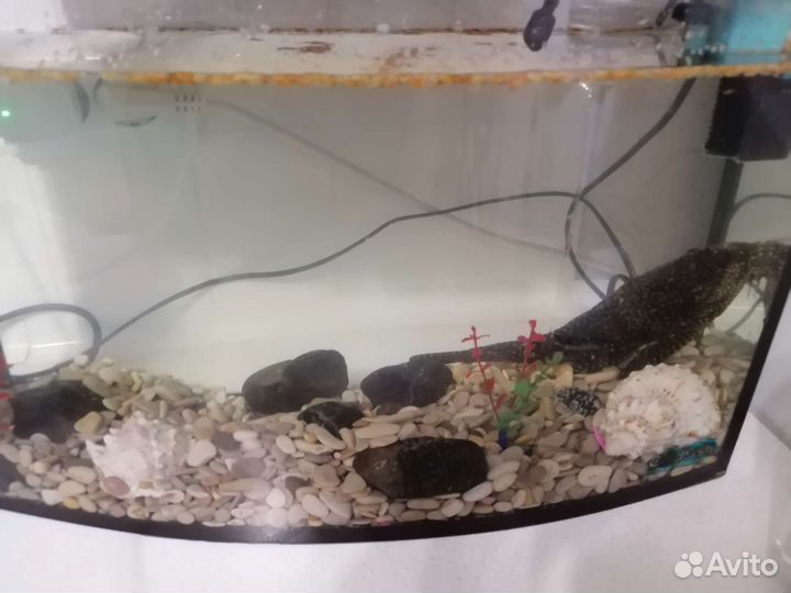 Аквариумные рыбки