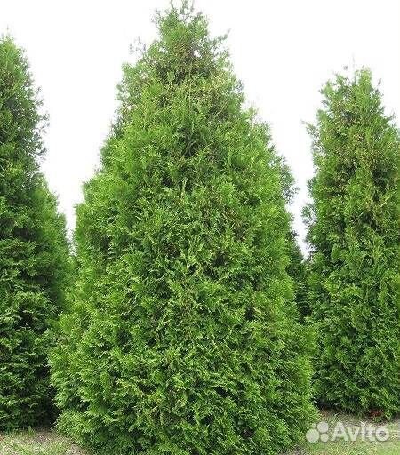 Брабант 1,9 м. доставка