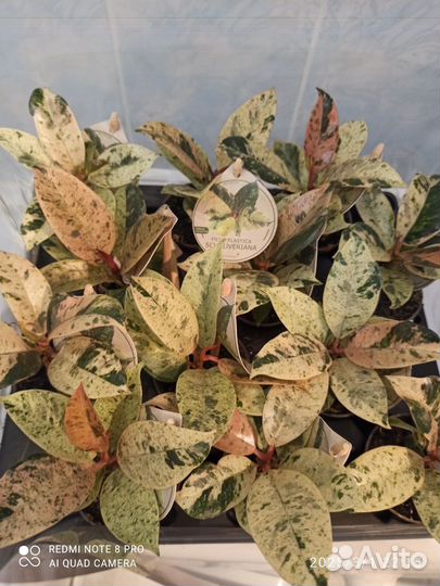 Фикус шривериана d 6