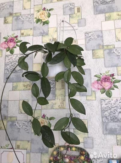 Хойя цветок