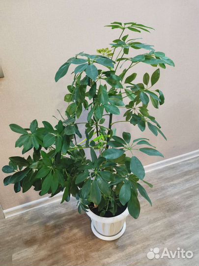 Шефлера (красивый большой цветок)