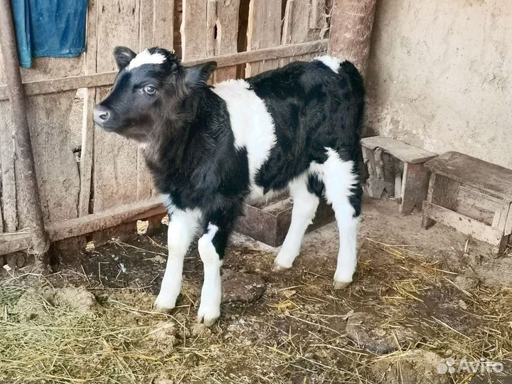 Продаётся бычок
