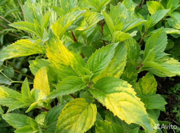 Сортовая мята