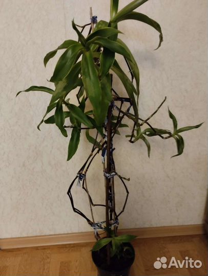 Растение золотой ус