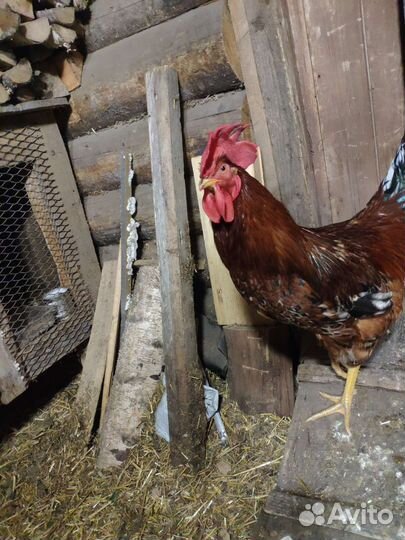 Петух, 8 месяцев