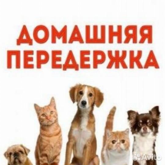 Передержка животных (кошек, щенков)