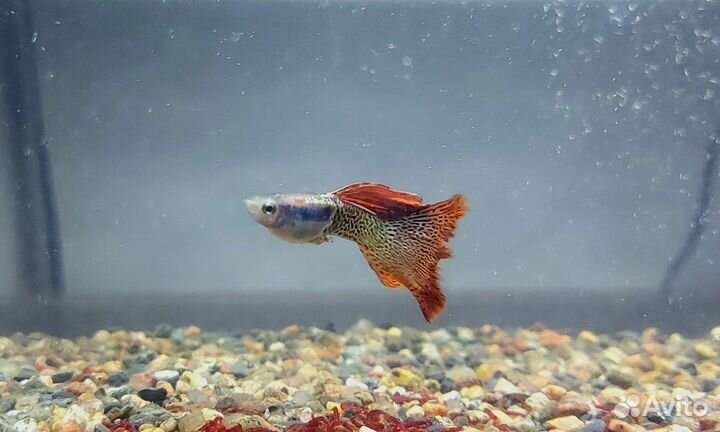 Гуппи чистая линия