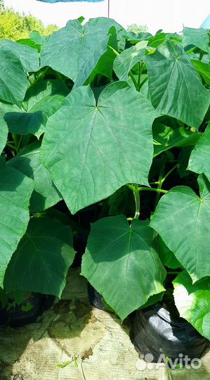 Саженцы павловнии FTE после тех среза