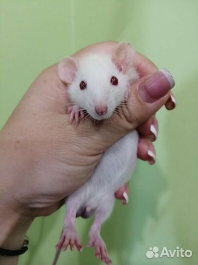 Гималайские крысята Дамбо