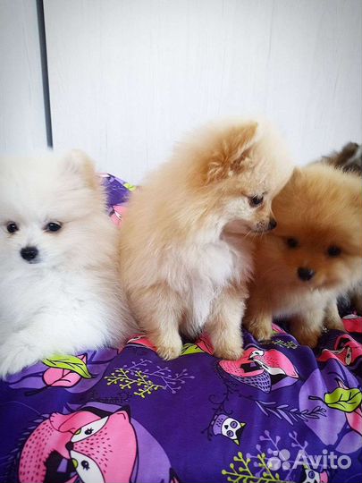 Щенки шпица