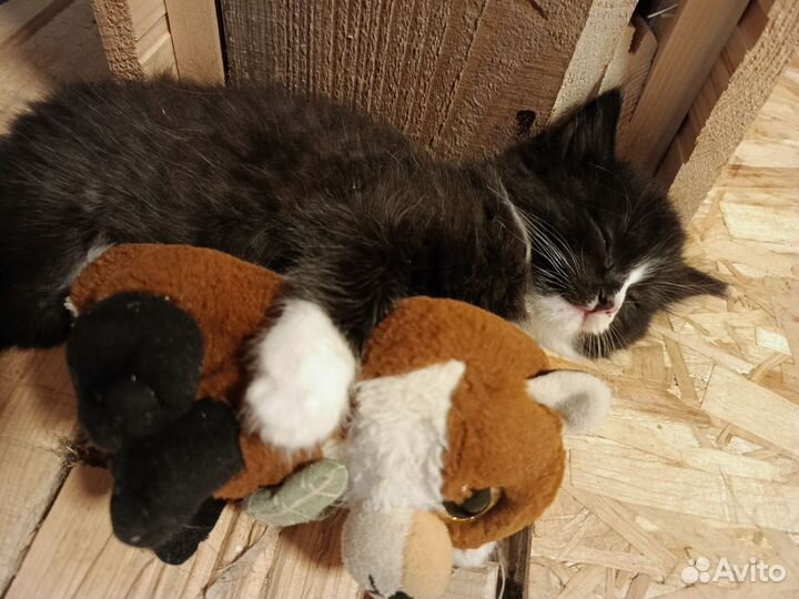Котята
