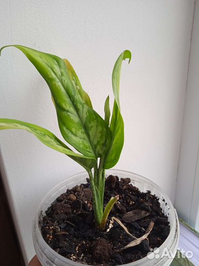 Аглаонема трейба