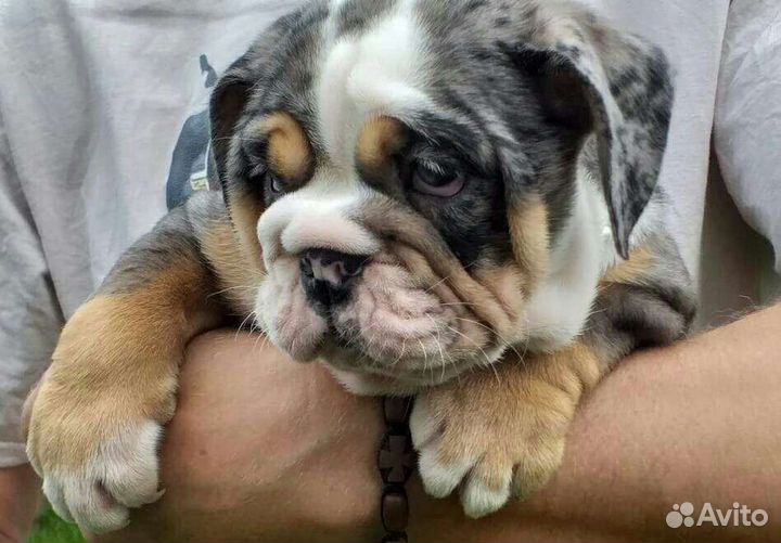 Девочка красавица мерле