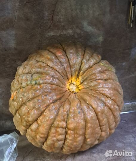 Тыква Царевна Лягушка семена