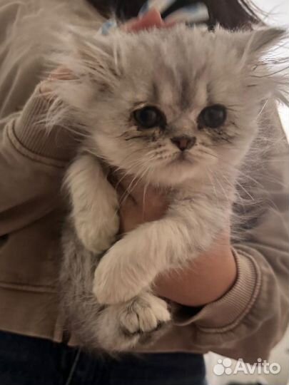 Перс мальчик