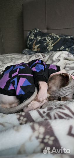 Отдаём в добрые руки