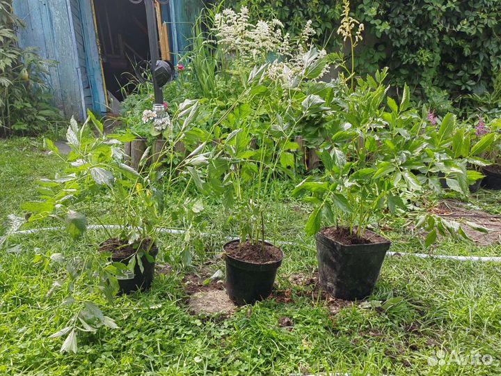 Астильба,парковая роза,девичий виноград