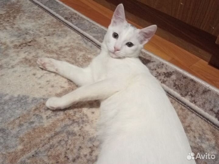 Белый котенок