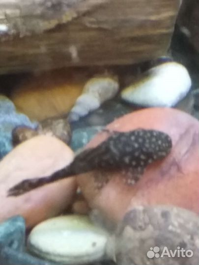 Сомики анциструсы