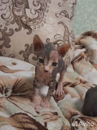 Котята сфинкс