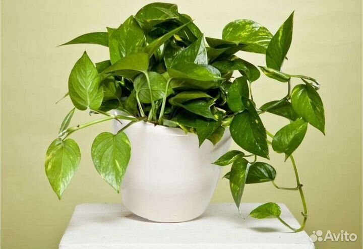 Эпипремнум золотистый