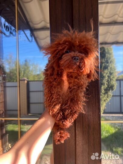 Тедди пудель микро импорт Китай ред малина