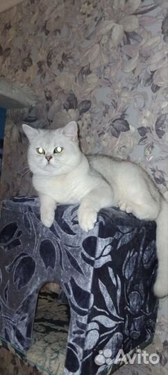 Британский кот вязка