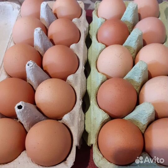 Домашние куриные, перепелиные яйца