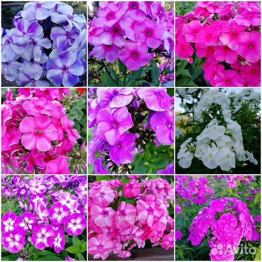 Флоксы цветы