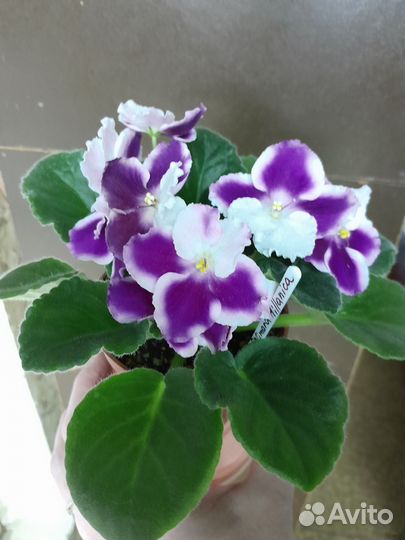 Фиалки сортовые