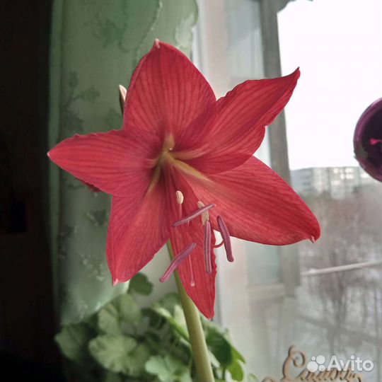 Гиппиаструм