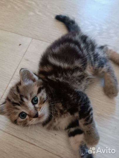 Котята от вислоухой кошки